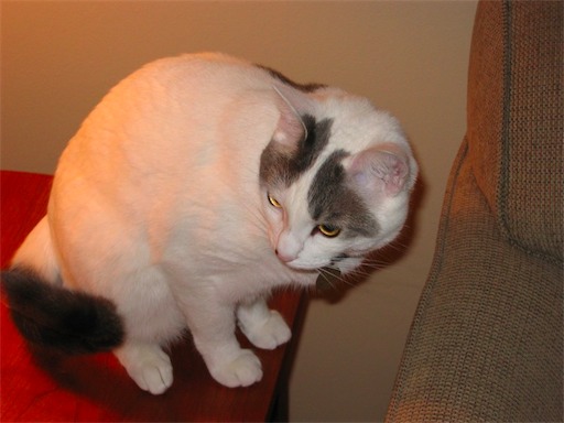 Image-C5FC7892C0E211D8.jpg