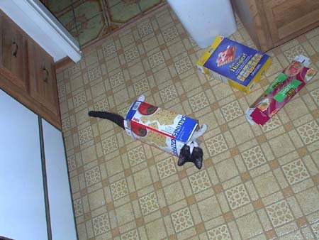 Image-C62AEEC1C0E211D8.jpg