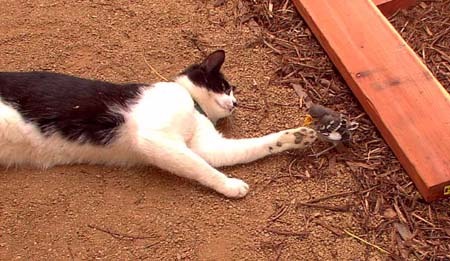 Image-C6506B6AC0E211D8.jpg