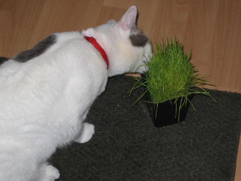 catgrass.jpg