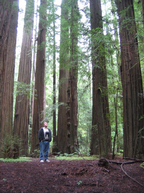 redwoods.jpg